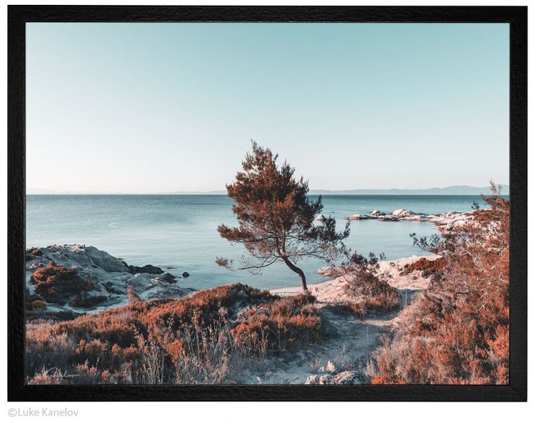 Самотен кипарис край морето ,морска пейзажна фотография