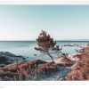 Самотен кипарис край морето ,морска пейзажна фотография