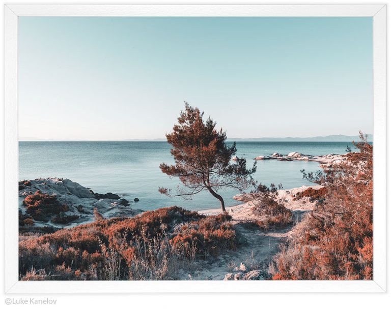Самотен кипарис край морето ,морска пейзажна фотография