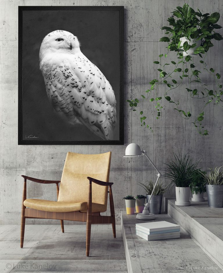 11print-art-idea Арт фотография, Черно-бяла снежна сова
