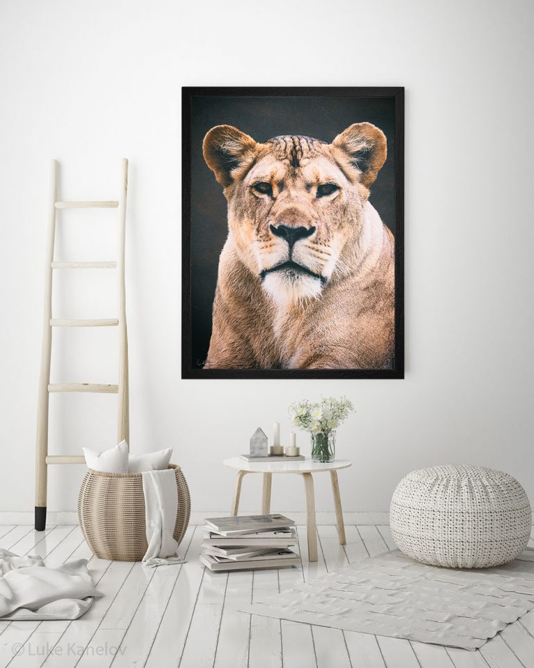 Арт фотография, Африканска лъвица Арт фотография, Африканска лъвица