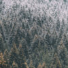 Планинска фотография - първи сняг над борова гора