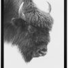 Черно бяла арт фотография, Европейски бизон Черно бяла арт фотография, Европейски бизон