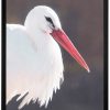 Арт фотография, Щъркел Арт фотография, Щъркел
