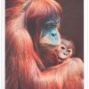 Арт фотография бебе и майка орангутани