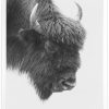 Черно бяла арт фотография, Европейски бизон Черно бяла арт фотография, Европейски бизон