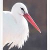 Арт фотография, Щъркел Арт фотография, Щъркел