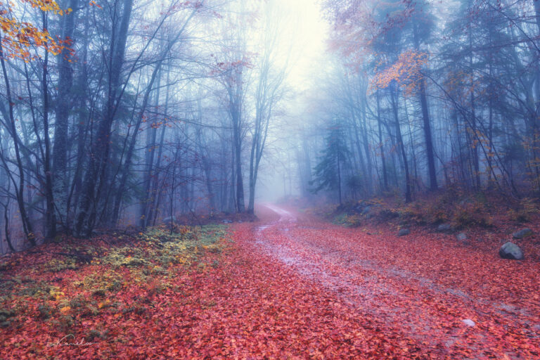 Пейзажна фотография - Път през есенна гора