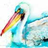 American White Pelican