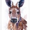 Red kangaroo watercolor 8 Ръждиво кенгуру