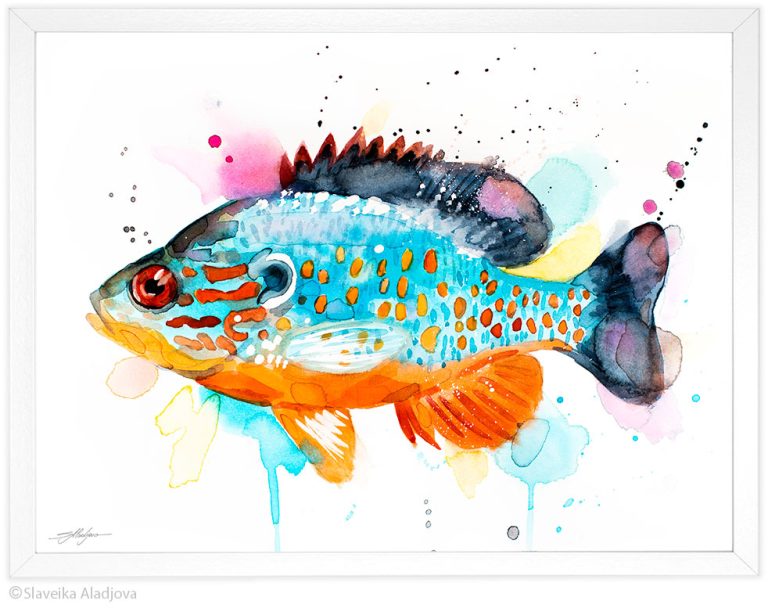 Слънчева риба Слънчева риба