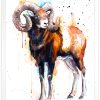 Mouflon ram watercolor 8 Муфлон