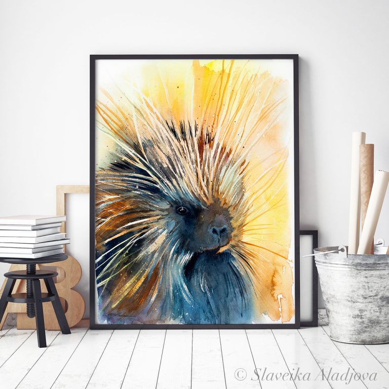 North American porcupine