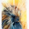 North American porcupine