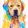 Лабрадор ретривър Лабрадор ретривър