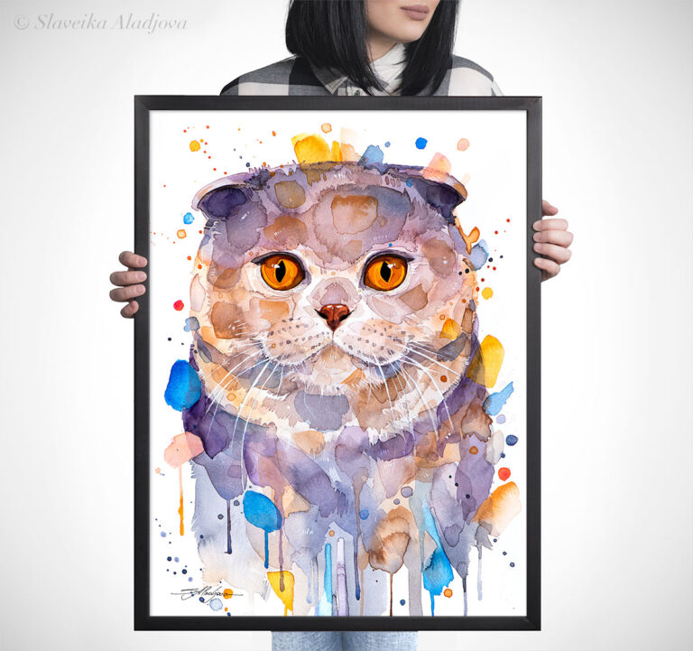 Шотландска клепоуха котка Шотландска клепоуха котка
