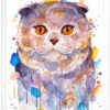 Шотландска клепоуха котка Шотландска клепоуха котка